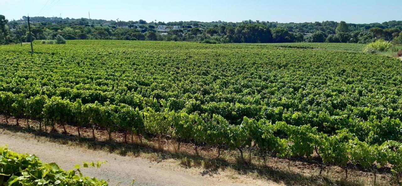 Le Gite Des Cinq Cepages Fréjus Exterior foto